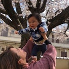 お寺の桜が満開です！の記事より