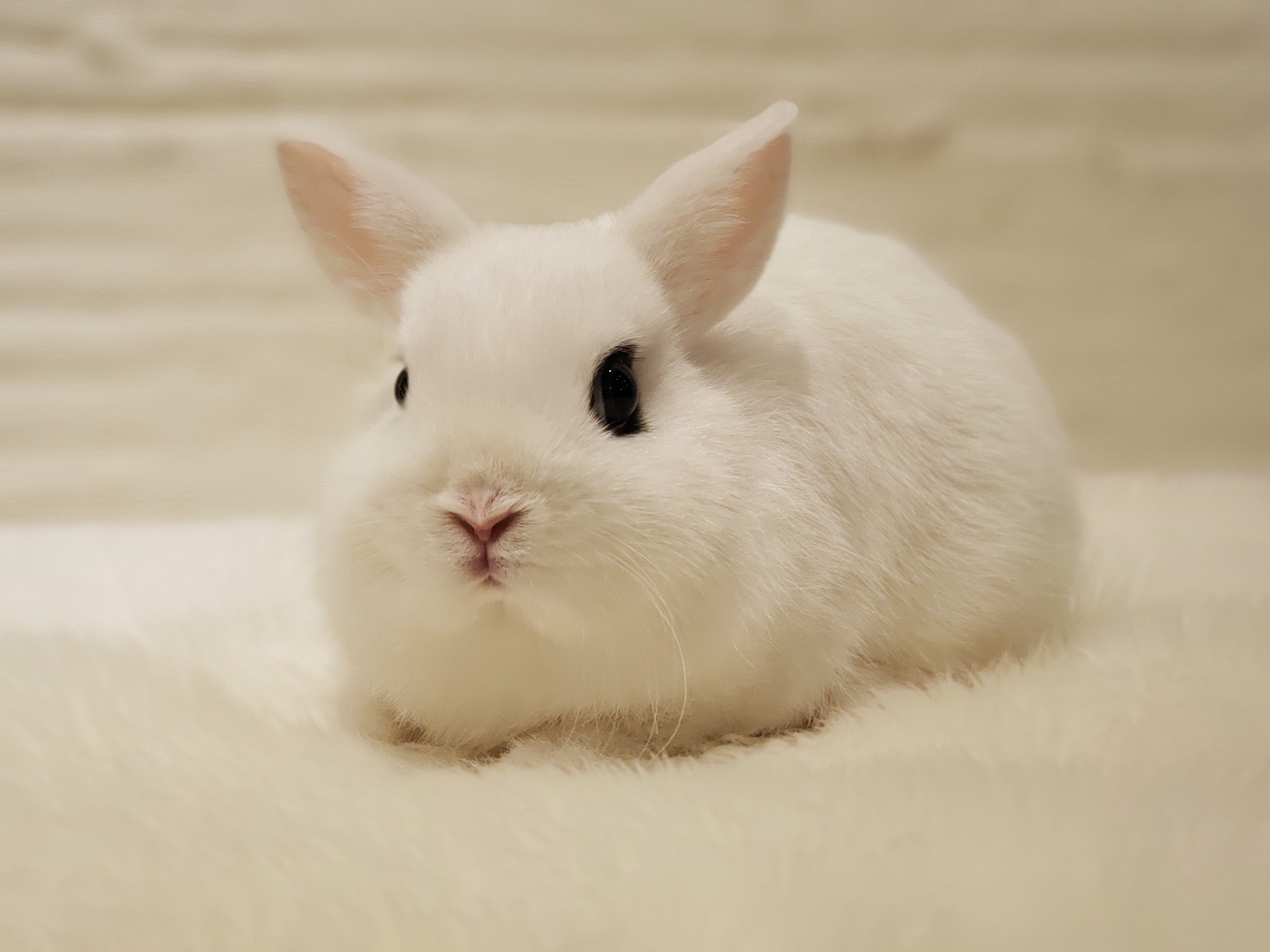 可愛いウサギが目白押し 札幌のうさぎ専門店 Mon Lapin のブログ