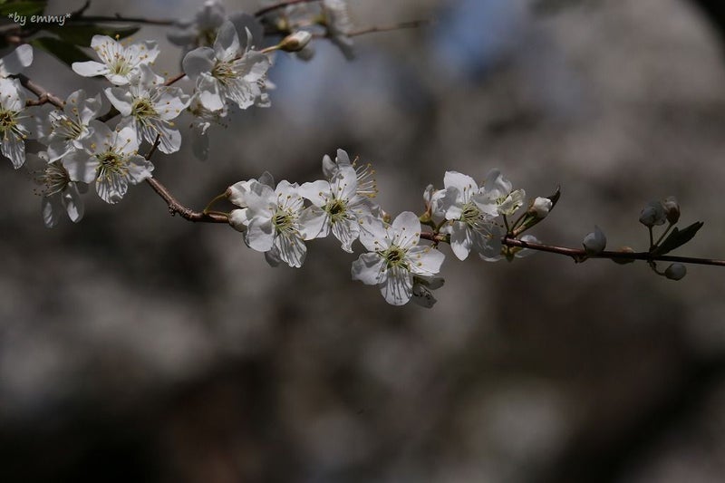 プラムの花 Kotora1146のブログ