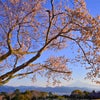 富士山と桜  静岡の画像