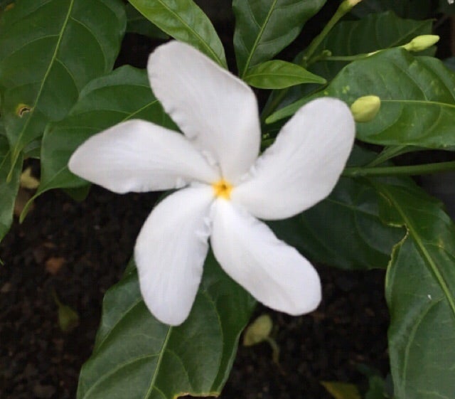 ハワイの白い花 Aloha Aloha