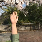 新学期スタート♪週末はさくら、桜！の記事より