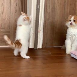 画像 只今絶賛バトル中？！ の記事より 3つ目
