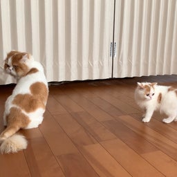 画像 只今絶賛バトル中？！ の記事より 1つ目
