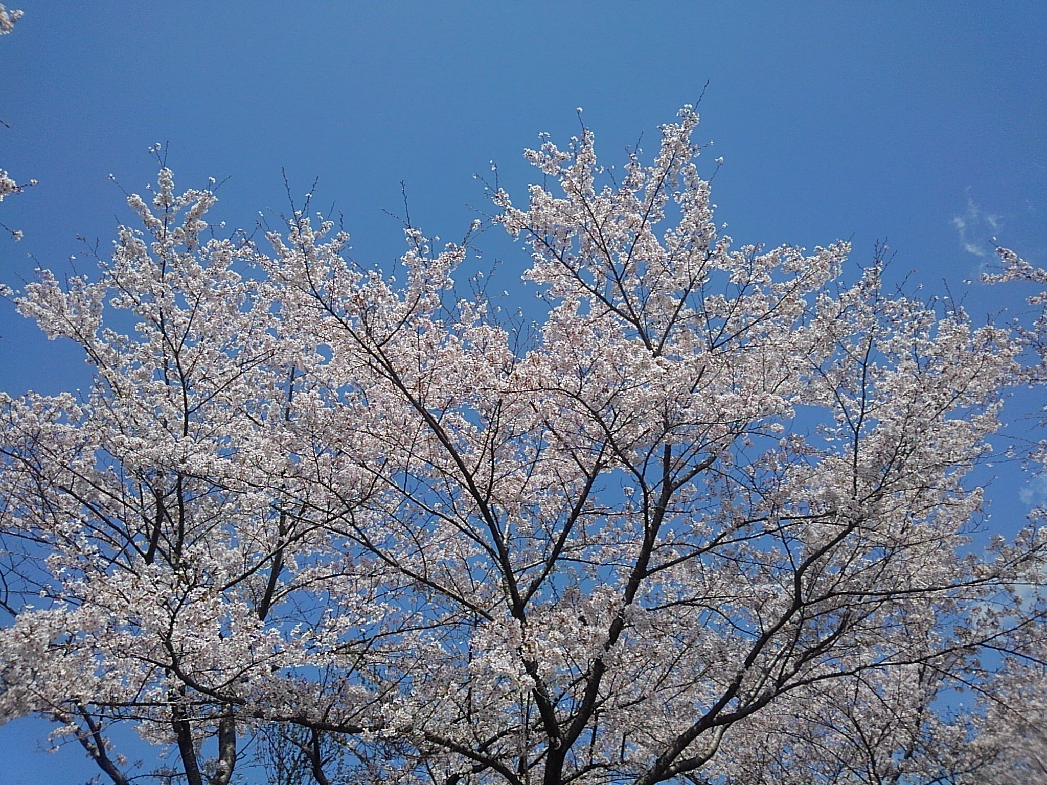桜色の風が咲く