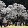 日本五大桜の一つ薄墨桜への画像