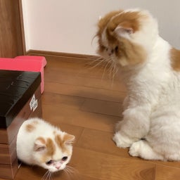 画像 トムとジェリー？ の記事より 1つ目