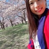夢の桜！！！の画像