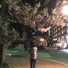 夜桜の画像