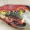 犬の歯周病、根尖膿瘍、歯石とりの画像