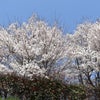 ２０１９年の桜　　ヾ( ｀▽)ゞの画像