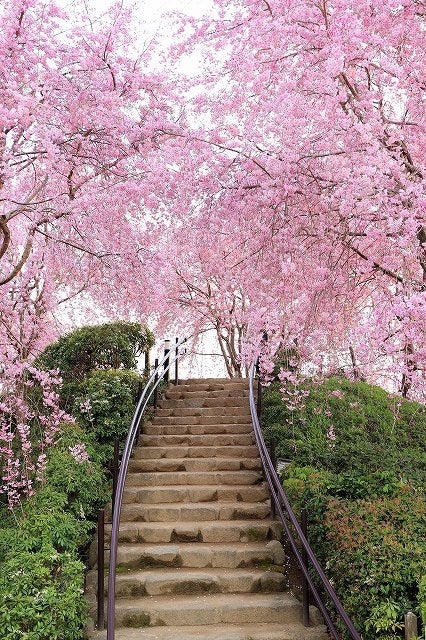 大神神社 大美和の杜展望台 のしだれ桜 ころんちゃんの今日はどこ行こう