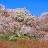 花見山 福島の画像