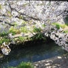 平成最後の桜と悲しいお別れの画像