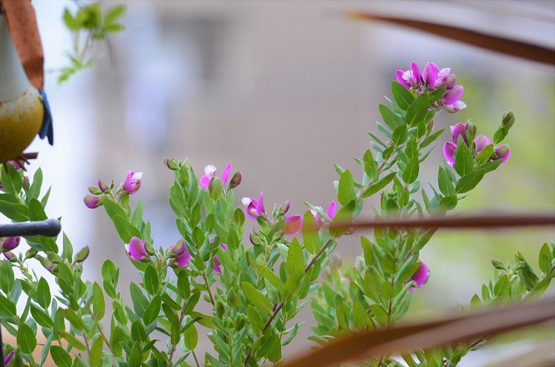 ポリガラ グランディフローラとラミュームの花 ガーゴイルの棲む庭