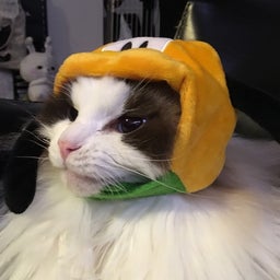 画像 昨日 の記事より 3つ目