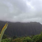 ハワイ 広大な植物園　ホオマルヒア植物園で希少な赤いレフアを見た！☆ハワイ☆の記事より