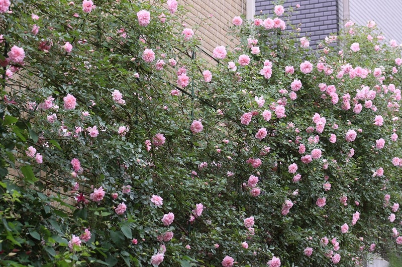 初めてのバラなら木立で四季咲き性のバラがおすすめ 名古屋のバラ苗専門店ローズセクションのブログ