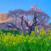 三春 滝桜 福島の画像