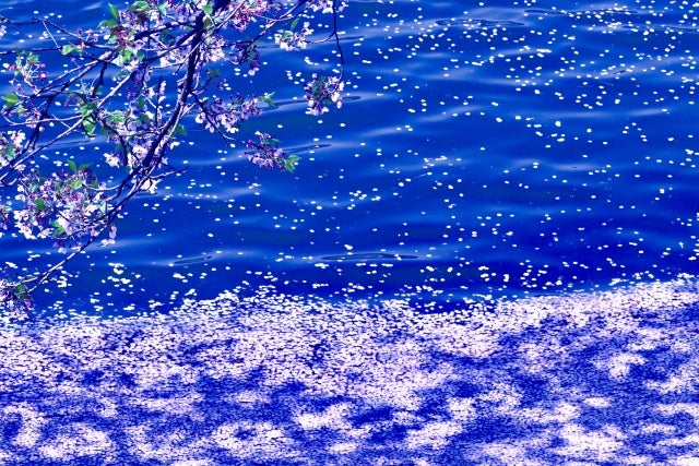 宮内卿 花さそふ わたる風よりにほふマルボロ 宮内卿 花さそふ わたる風よりにほふマルボロ