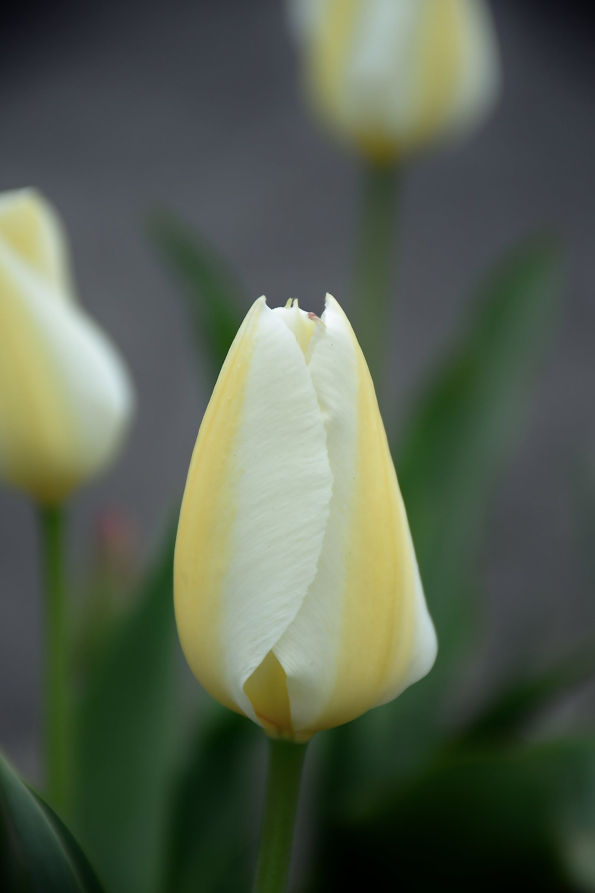 白とクリーム色のチューリップの花 写真家 千 田 慎 二 Shinji Chida