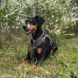 画像 ぼーこーえん のその後 の記事より 1つ目