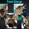 症例写真：猫の食物アレルギーの画像
