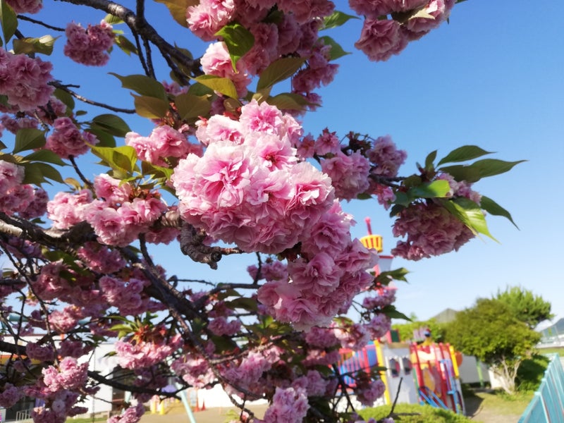 桜が完全散ったあと咲くこの花の名前は アプリコットローズガーデンへようこそ