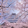 鶴ヶ城の桜  会津 福島の画像