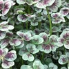 京都の空の下から∞令和元年 皐月の花の画像