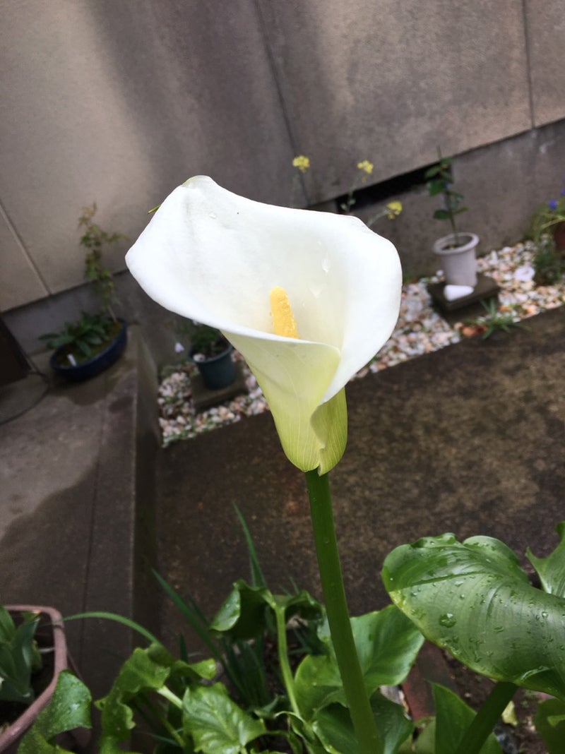 我が家の新しい花や 野菜 Tokioのブログ