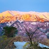 雪山と桜 山形の画像