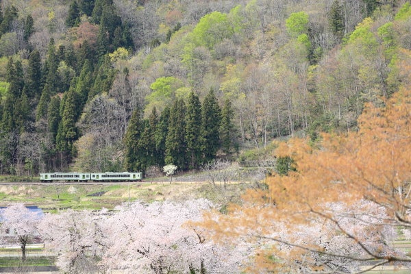 やまばと６号の写真帳（仮）西大滝のサクラ      (飯山線)
