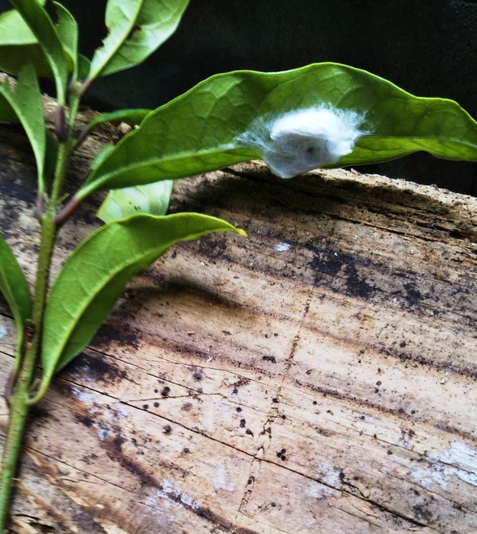 ナナちゃんの昆虫写真11 葉の裏の白い繭 はし３の独り言