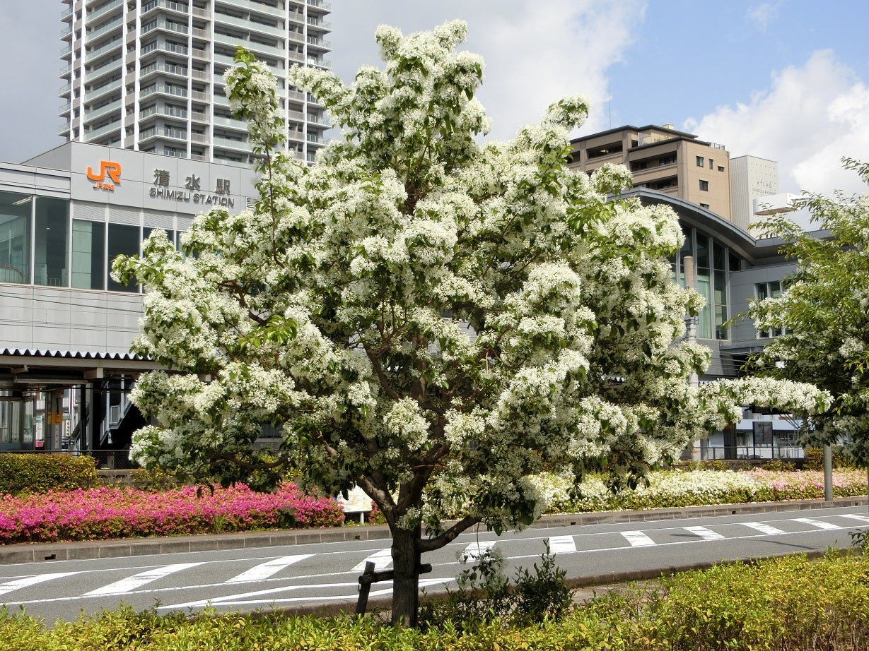 静岡のヒトツバタゴとツブラジイ Quercusの樹木ブログ