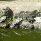 春の”江の島” 番外編の記事より