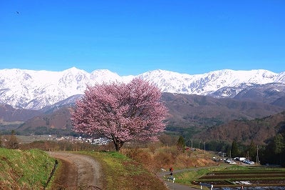 白馬村 野平の桜がすばらしい Italiaspeedのロックな毎日