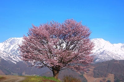 白馬村 野平の桜がすばらしい Italiaspeedのロックな毎日