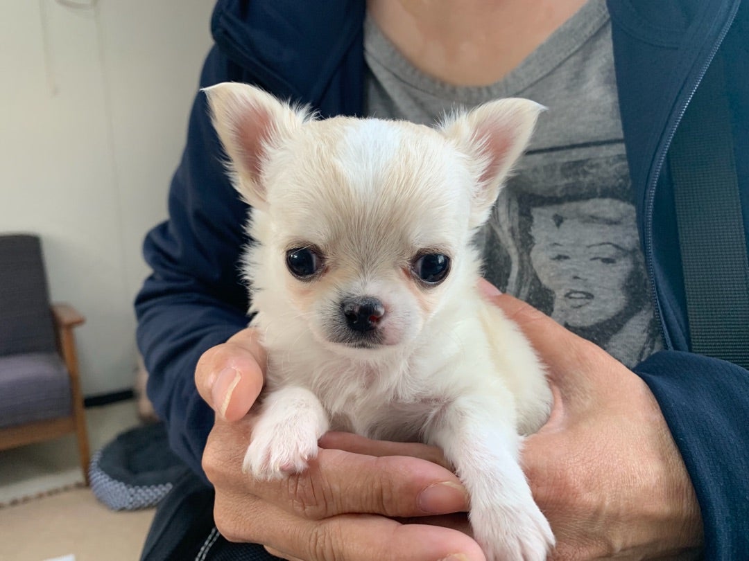 チワワの子犬ご予約いただきました。 長崎県 子犬販売 ブリーダー GOO HOUSEのブログ