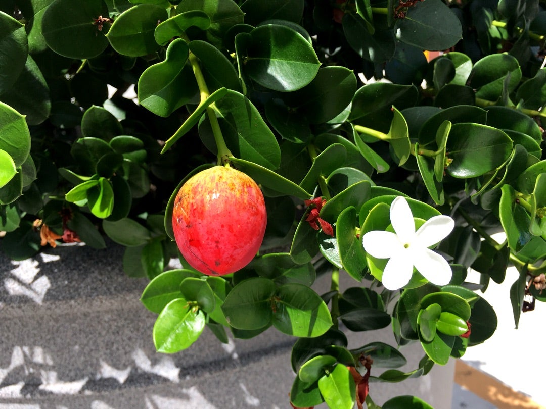 この時期ハワイで咲いている花 ハワイ ネオプラザブログ