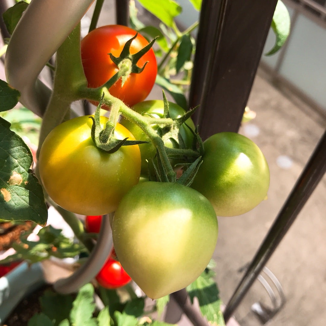 役者は揃った！ベランダトマト栽培2019本格始動 | ときおりのしきさい