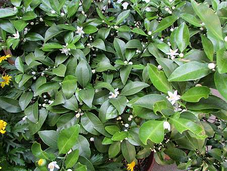 今年最高に花がついて シークワーサーの木に Asara