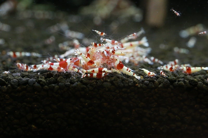 孵化したばかりの稚エビは何処へ エビ 飼育 繁殖 の ウインドミル８７ レッドビーシュリンプブログ