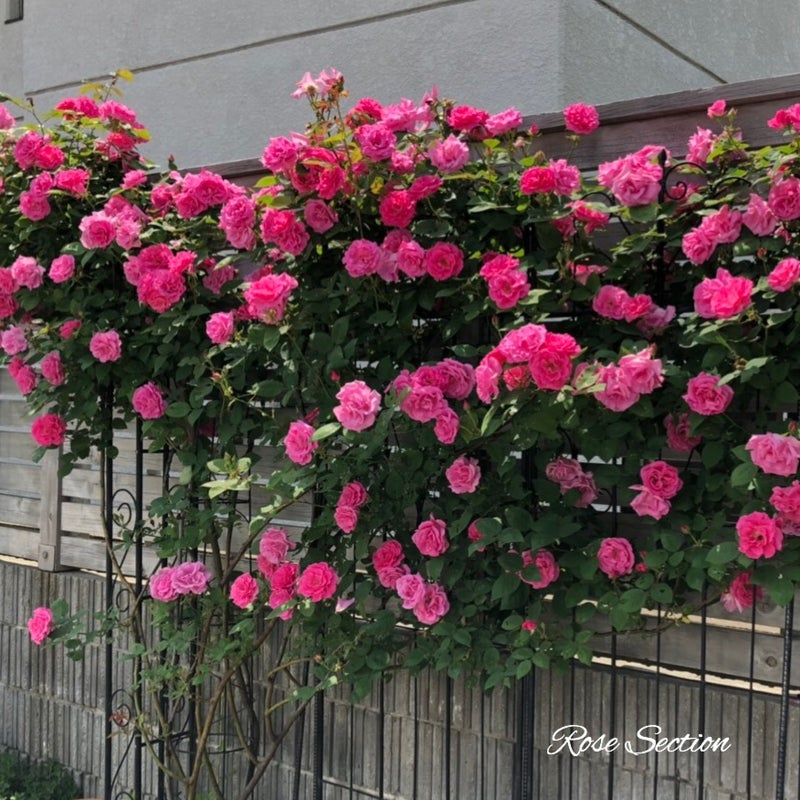 つるバラとして優秀なバラサマースノーとゼフィリンドルーアン 名古屋のバラ苗専門店ローズセクションのブログ