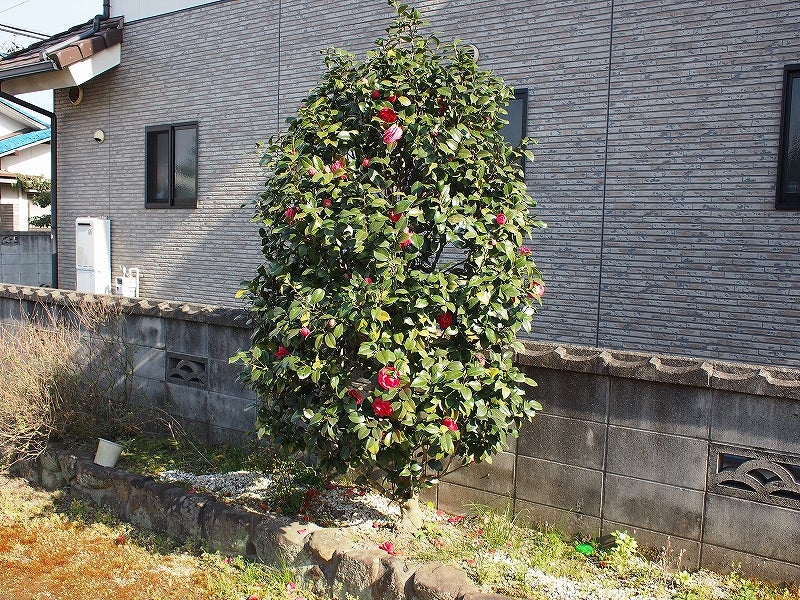 庭木の剪定 1 椿 19 05 12 郷土の偉人の足跡を辿って
