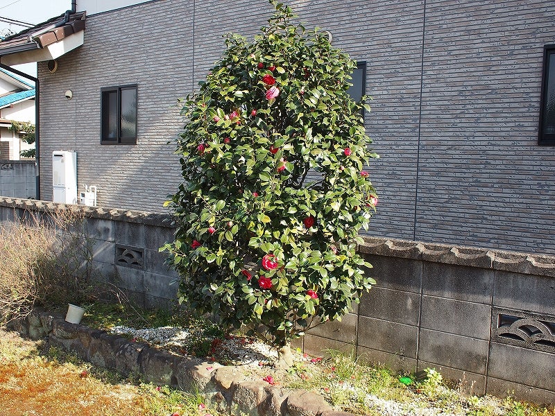 庭木の剪定 １ 椿 19 05 12 郷土の偉人の足跡を辿って