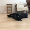 しっぽが千切れていた黒猫しっぽくん、幸せになって！の画像