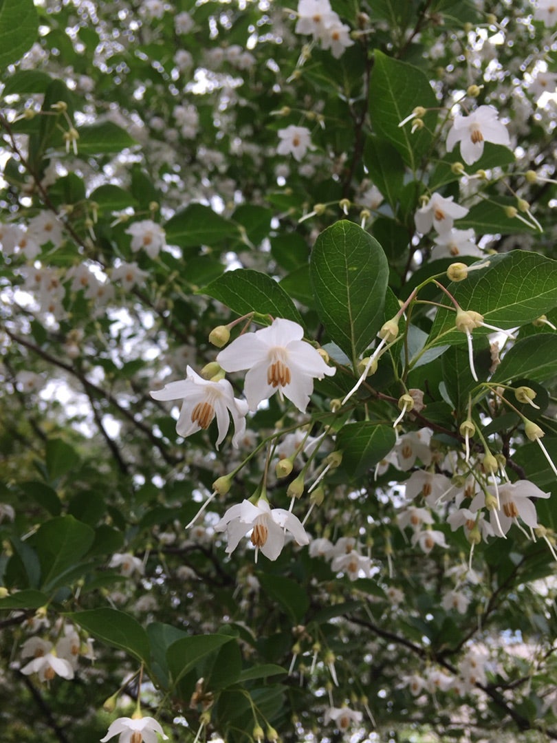 5月の白い花 エゴノキ フィトセラピーherb Aroma教室aranjia 武蔵小山
