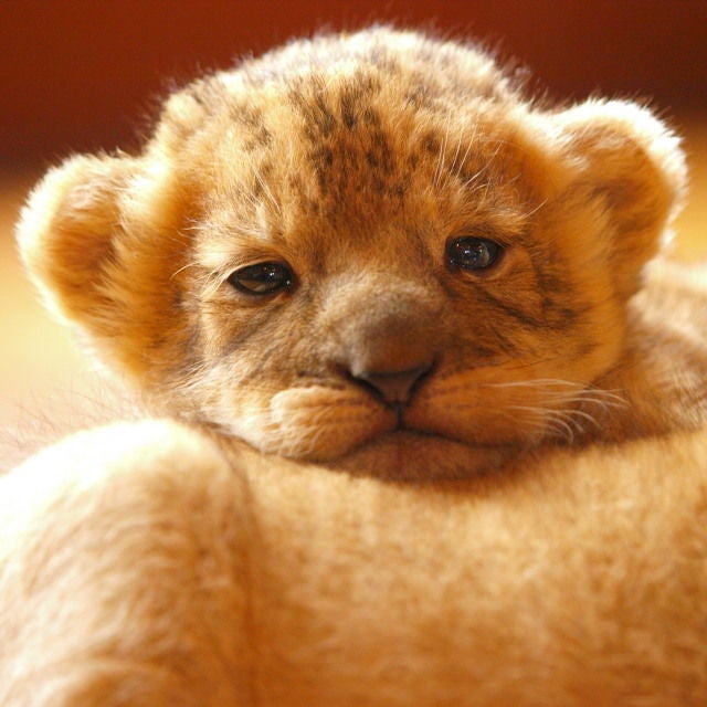 完了しました 可愛い ライオン ただかわいい赤ちゃん
