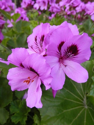緑道を彩る紫と白の花 花つむぎ教室のブログ